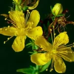 Bacopa Monnieri