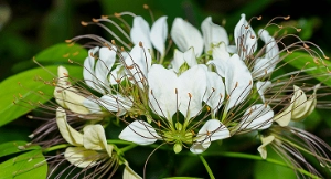 Crataeva