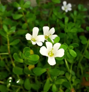 St. John’s Wort Extract